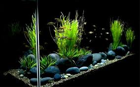 black gold stone mix size (1kg)