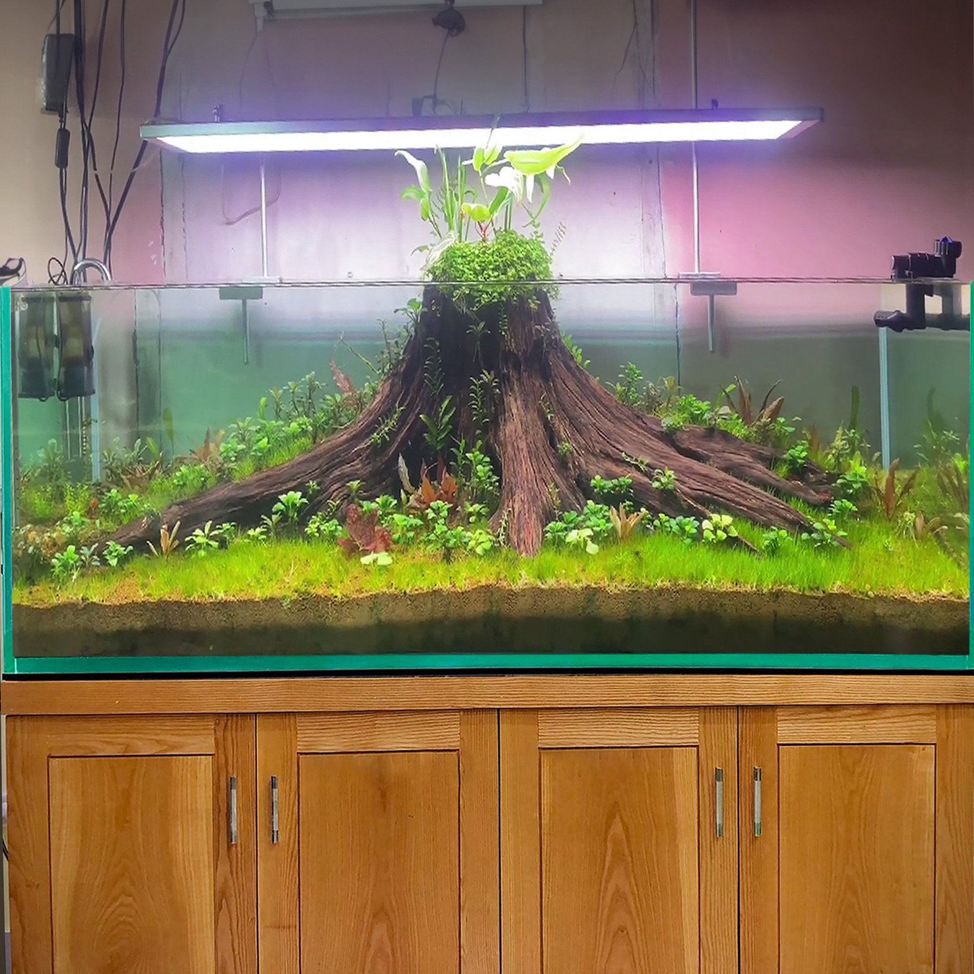 boutique wood stump mix size (1kg)