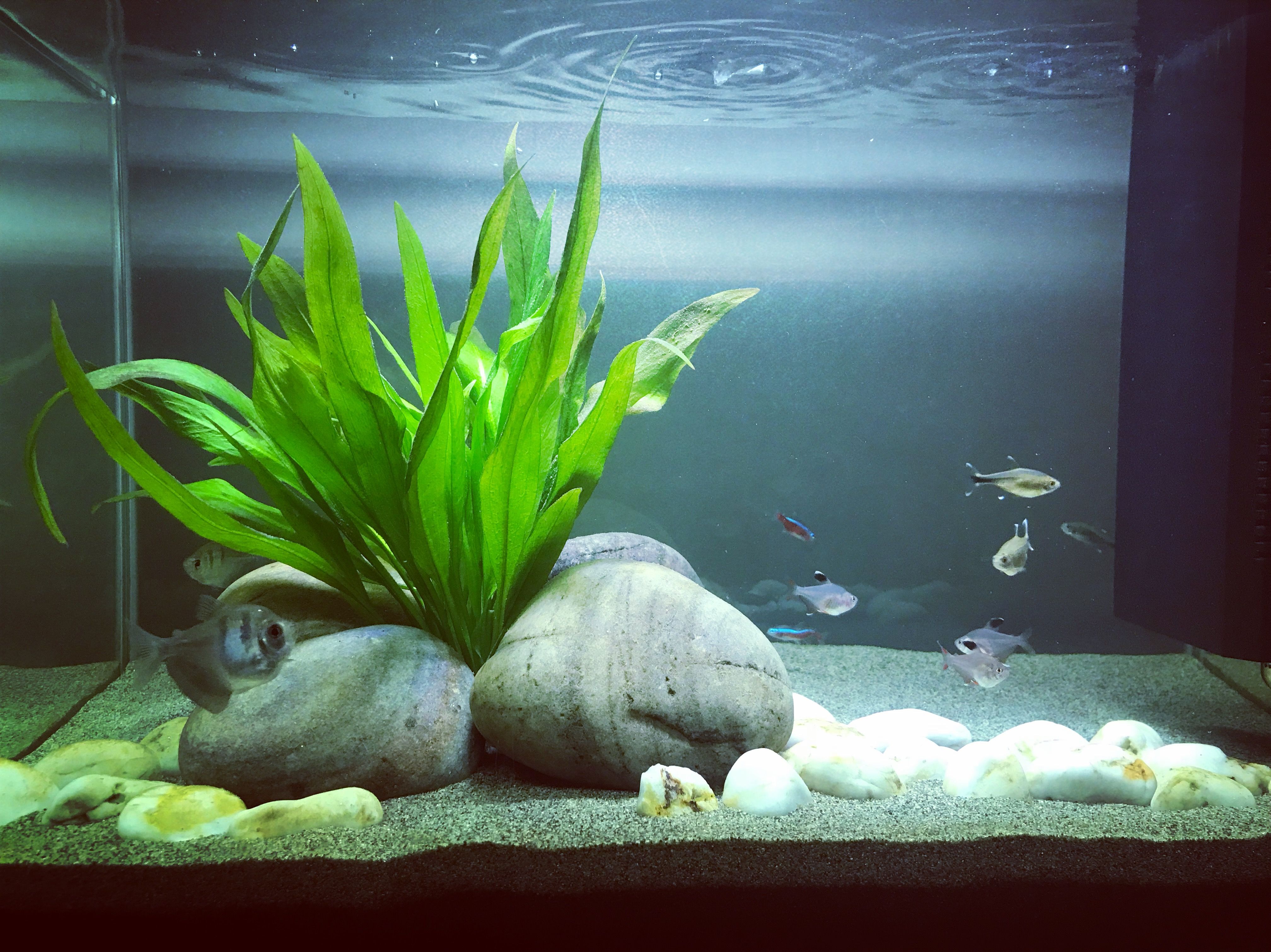 large pebbles mix size (1kg)