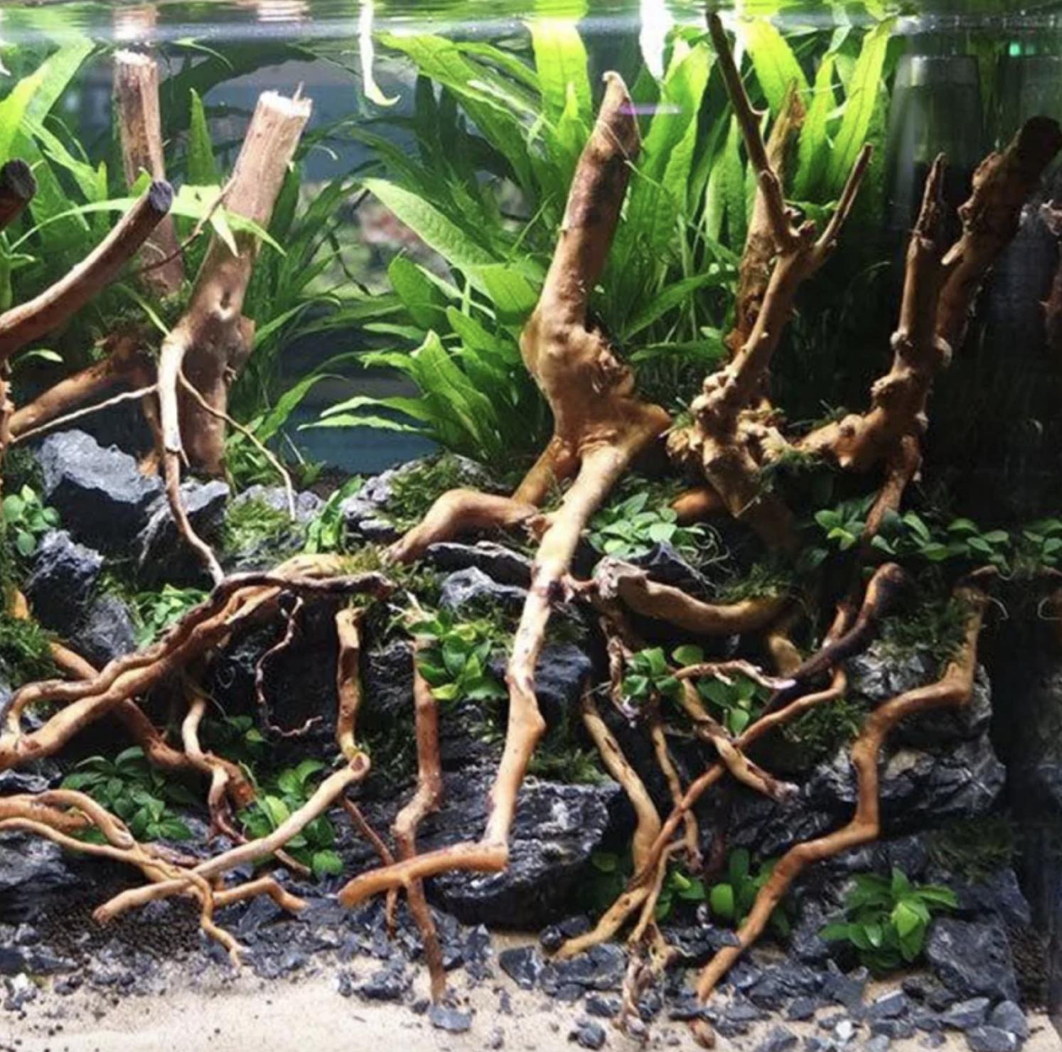 twisted (azalea) wood branches mix size (1kg)