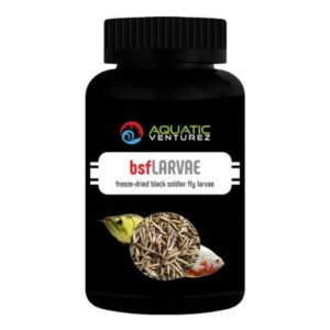 black soldier fly larvae