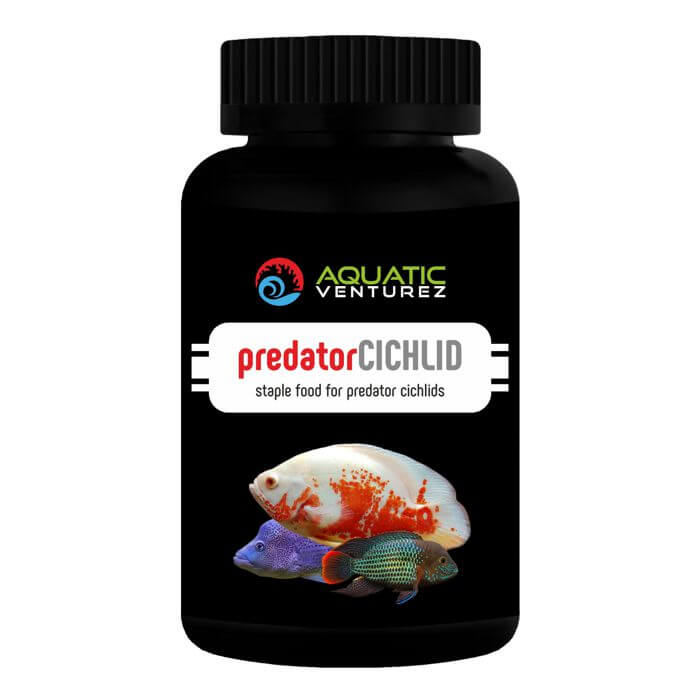 predator cichlid